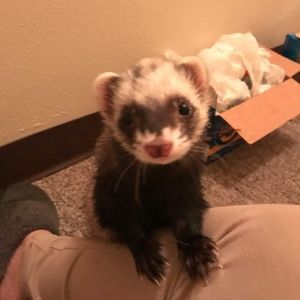 Meet your Posher, Heidi